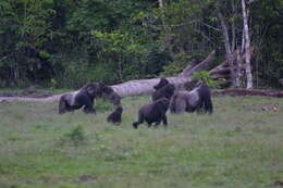 Image of Western Lowland Gorilla