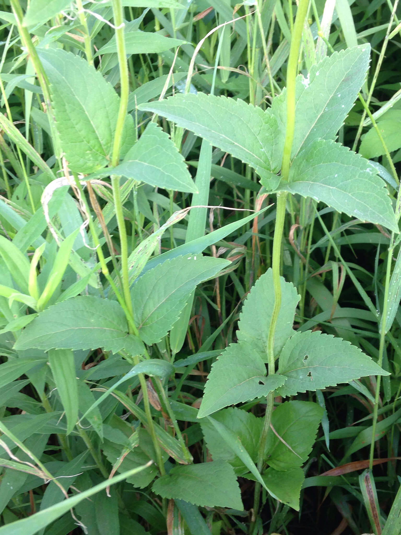 Heliopsis helianthoides (L.) Sw. resmi