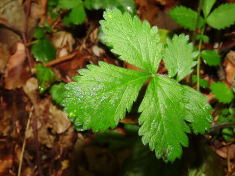 Aremonia agrimonoides subsp. agrimonoides resmi