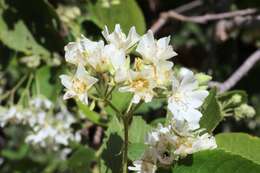 Image of Natal wild pear