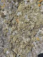 Image of Bolander's cladidium lichen