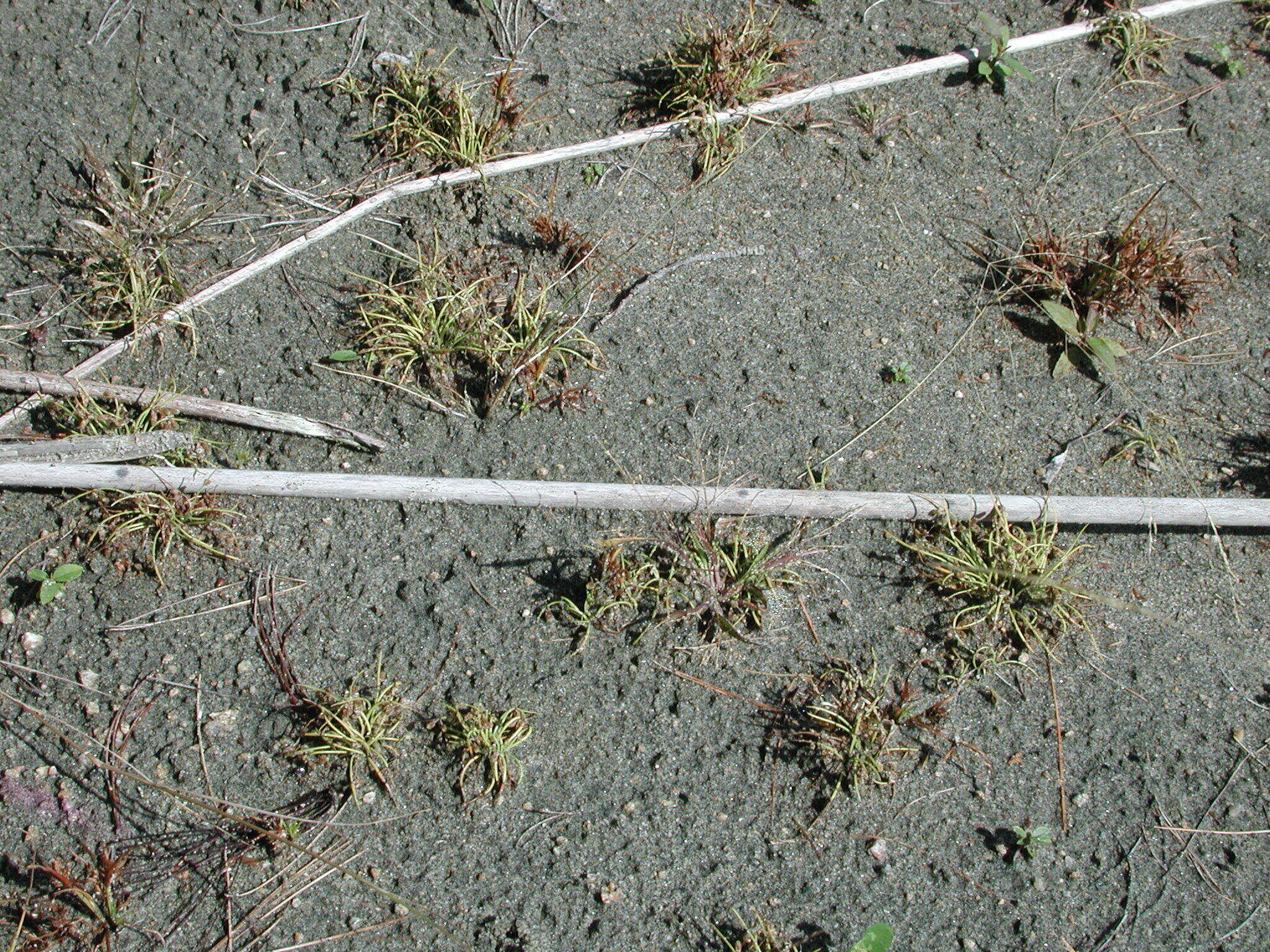 Image of Small-Flower Halfchaff Sedge