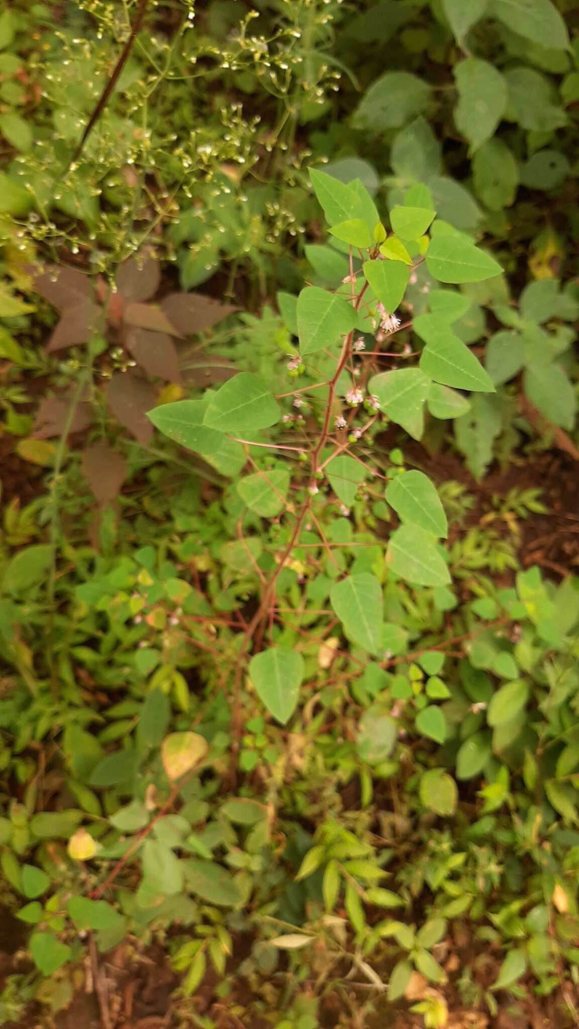 صورة Euphorbia eglandulosa V. W. Steinm.