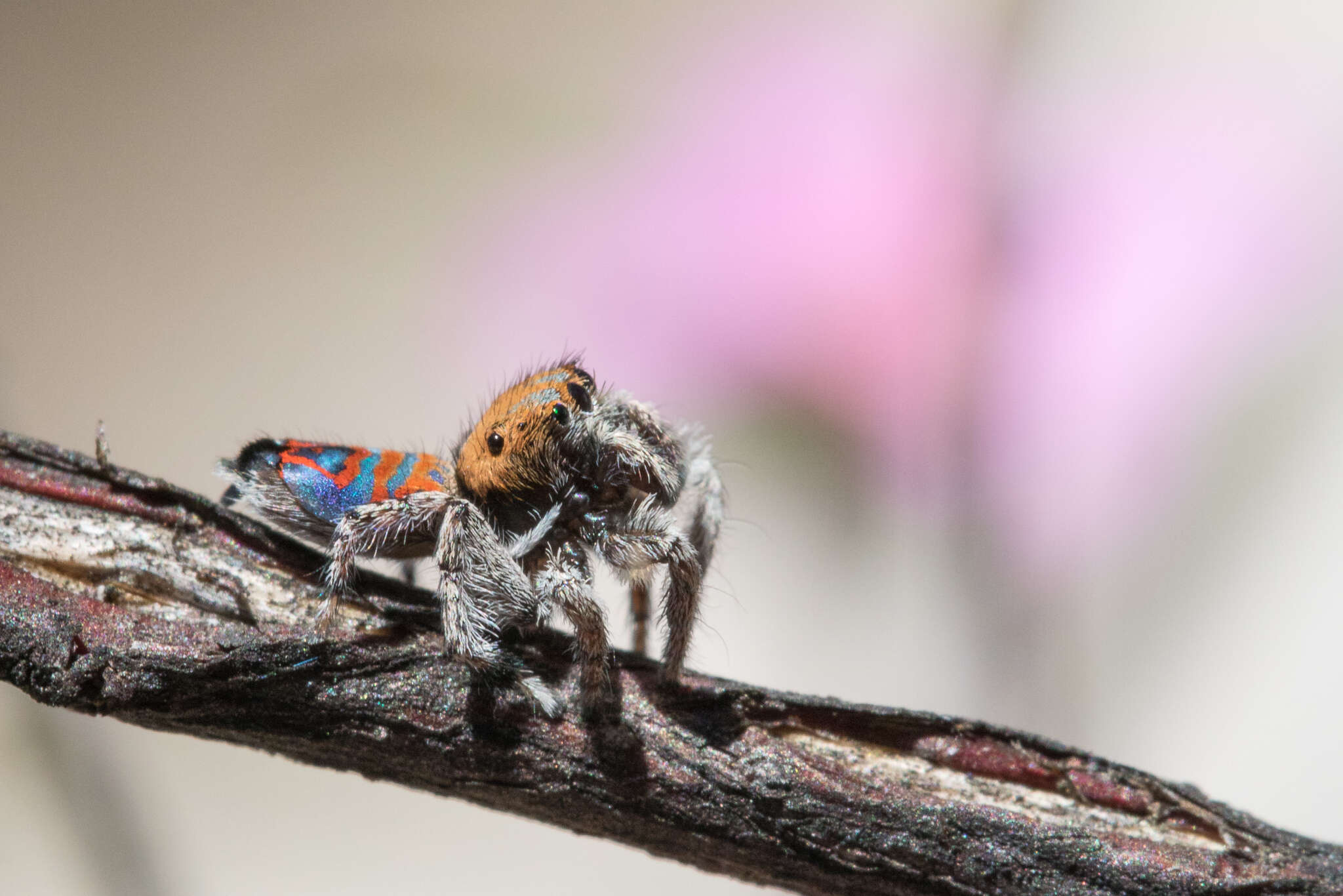 Image of Maratus jactatus Otto & Hill 2015