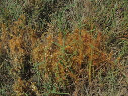 Image of Cuscuta pacifica var. pacifica