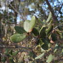 Image of Phyllodiplosis cocciferae