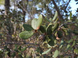 Image of Phyllodiplosis cocciferae