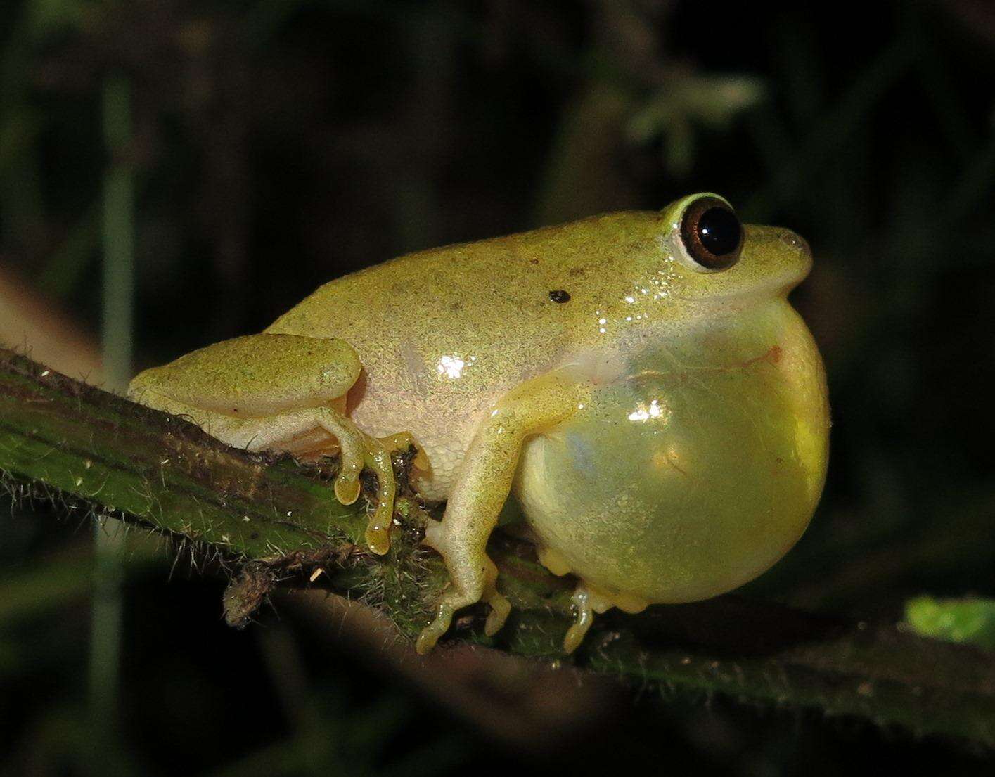 Image of Argus Reed Frog