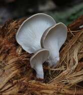 صورة Pleurotus parsonsiae G. Stev. 1964