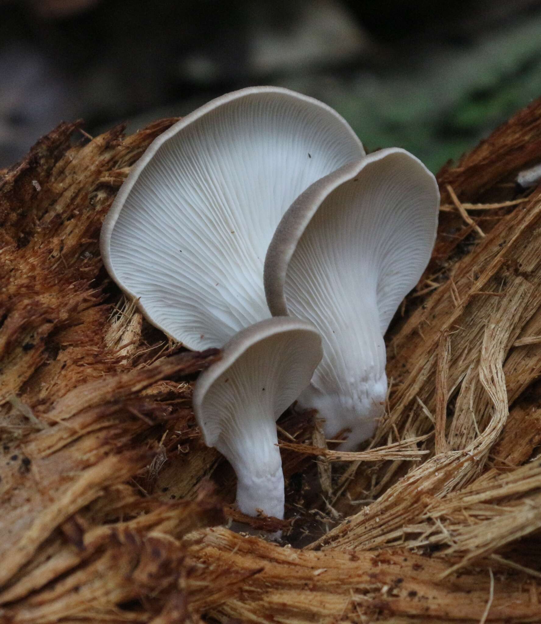 صورة Pleurotus parsonsiae G. Stev. 1964