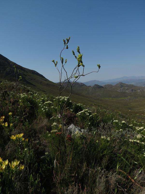 Image of Thesium euphorbioides Berg.