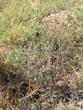 Image of pasture heliotrope