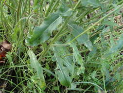 Слика од Picris hieracioides subsp. hieracioides