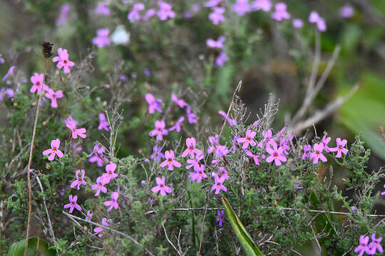 Image of Jamesbrittenia microphylla (L. fil.) O. M. Hilliard