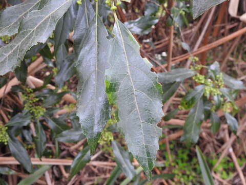 Image of Hedycarya angustifolia A. Cunn.