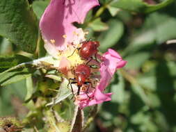 Image of Rose Curculio