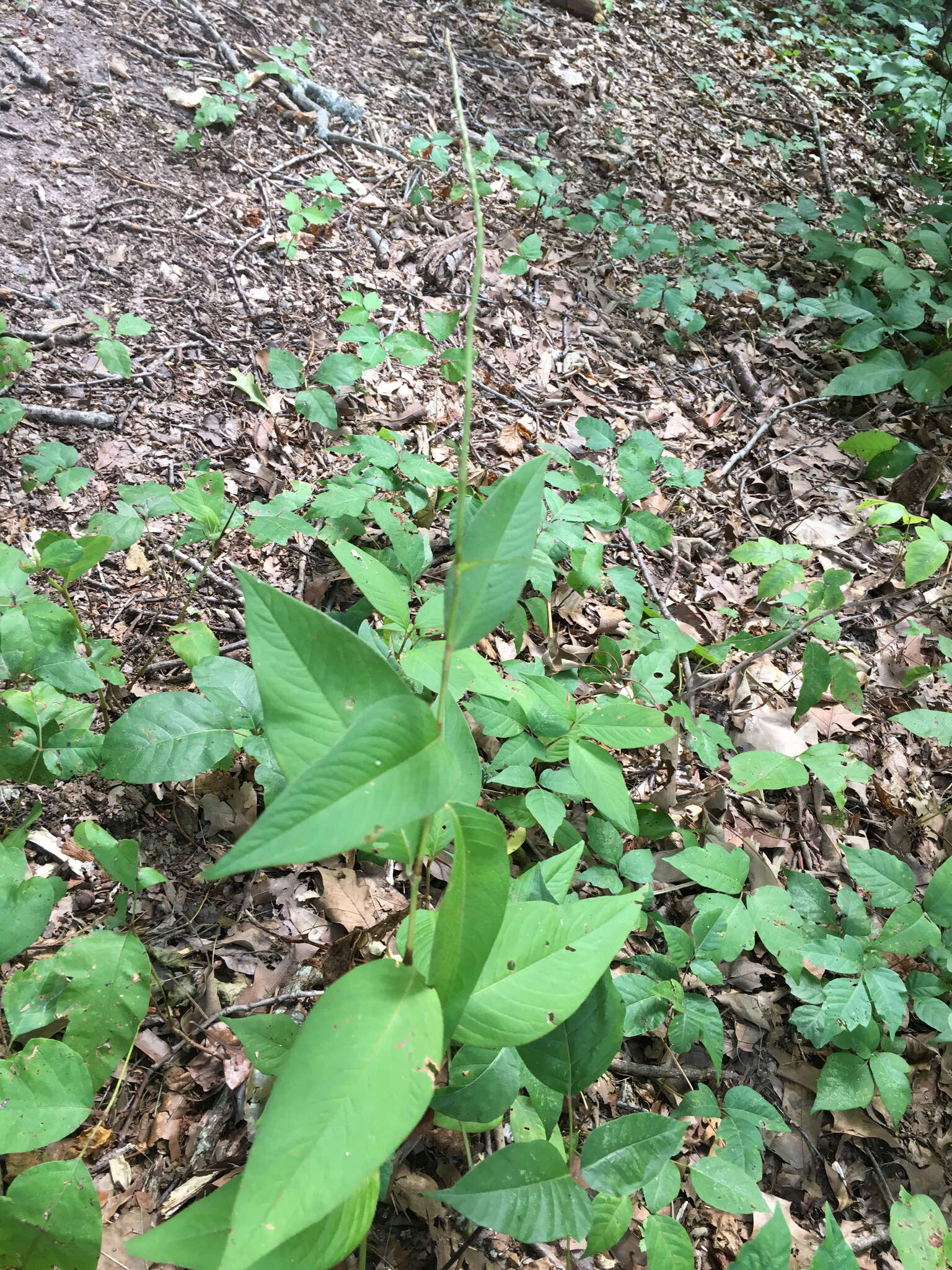 Image de Persicaria virginiana (L.) Gaertner