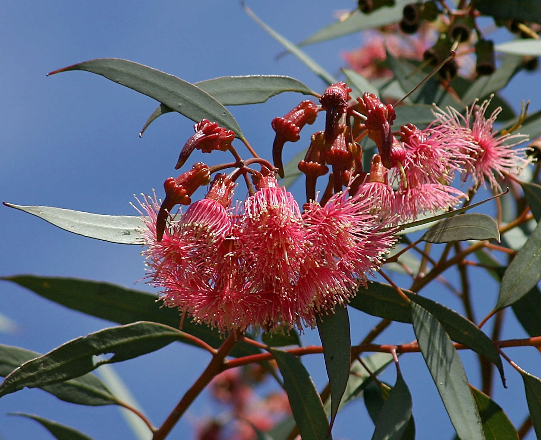 Image of coral gum