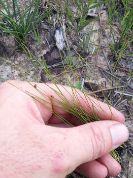 صورة Rhynchospora plumosa Elliott