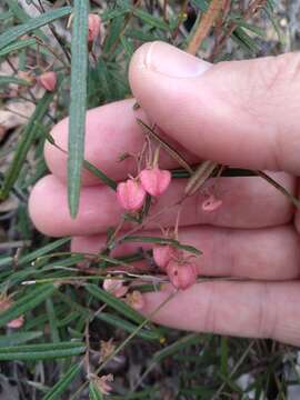 Imagem de Lasiopetalum rufum R. Br. ex Benth.