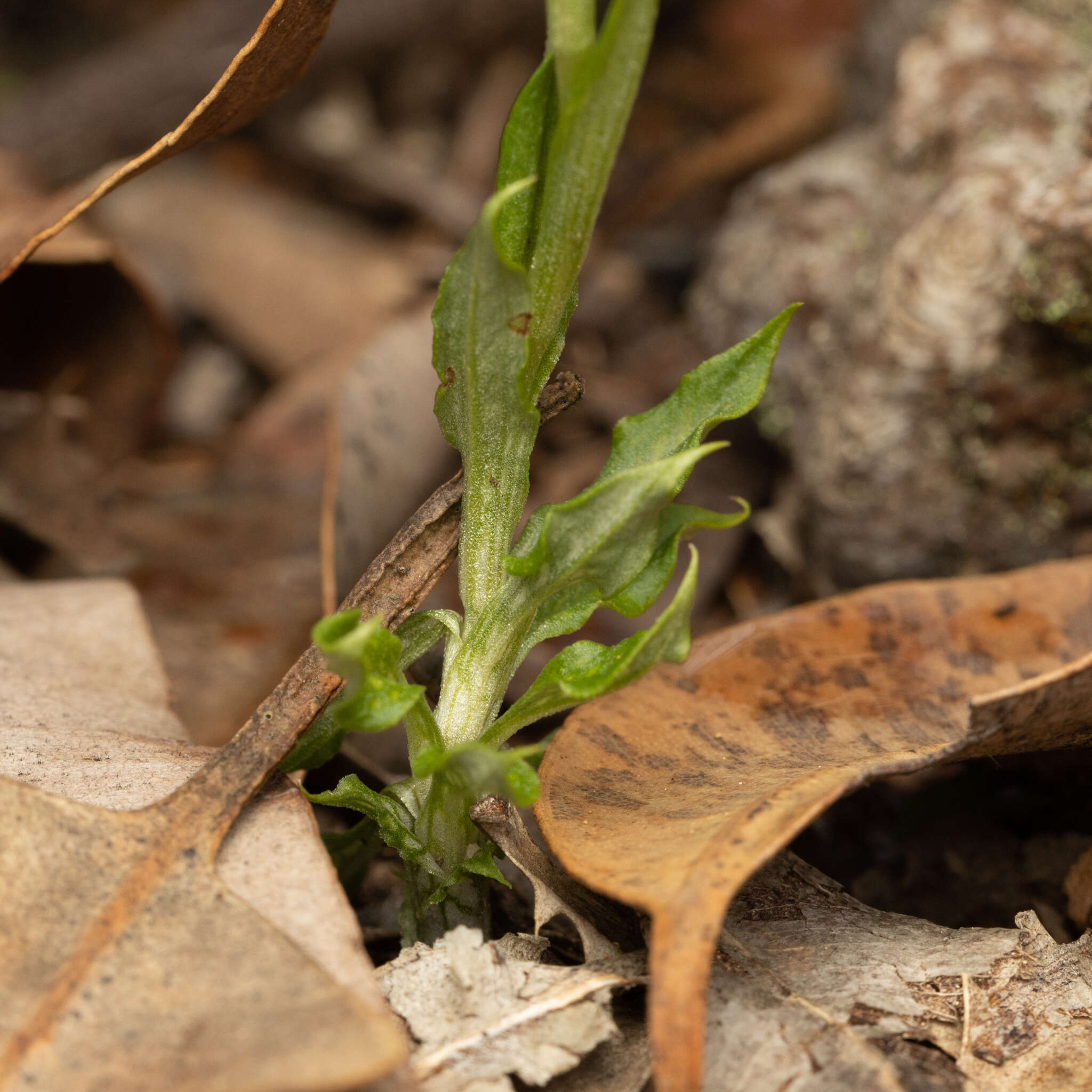 Image of Bird orchid