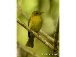 Image of Citrine Canary-Flycatcher