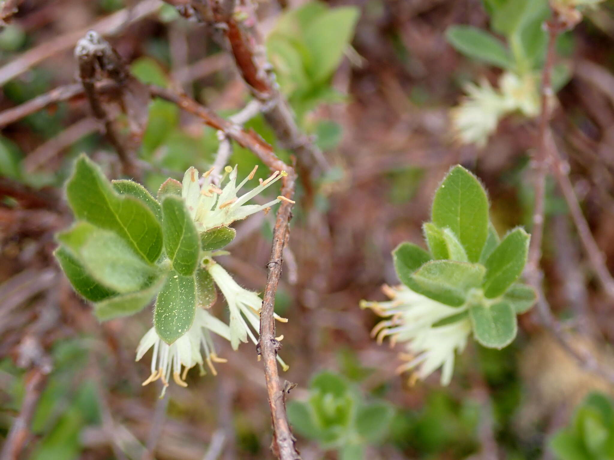 Imagem de Lonicera caerulea var. cauriana (Fern.) Boivin