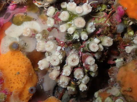 Image of Weymouth Carpet Coral