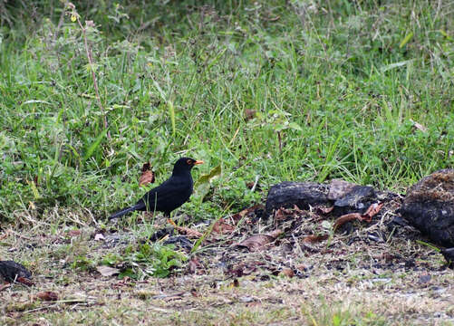 Imagem de Turdus serranus Tschudi 1844