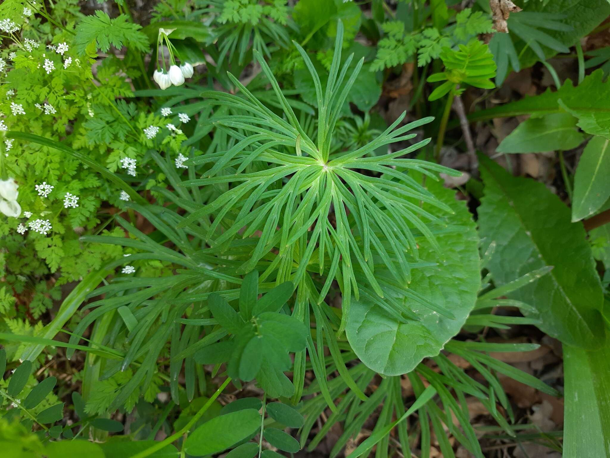 Delphinium macropogon Prokh.的圖片