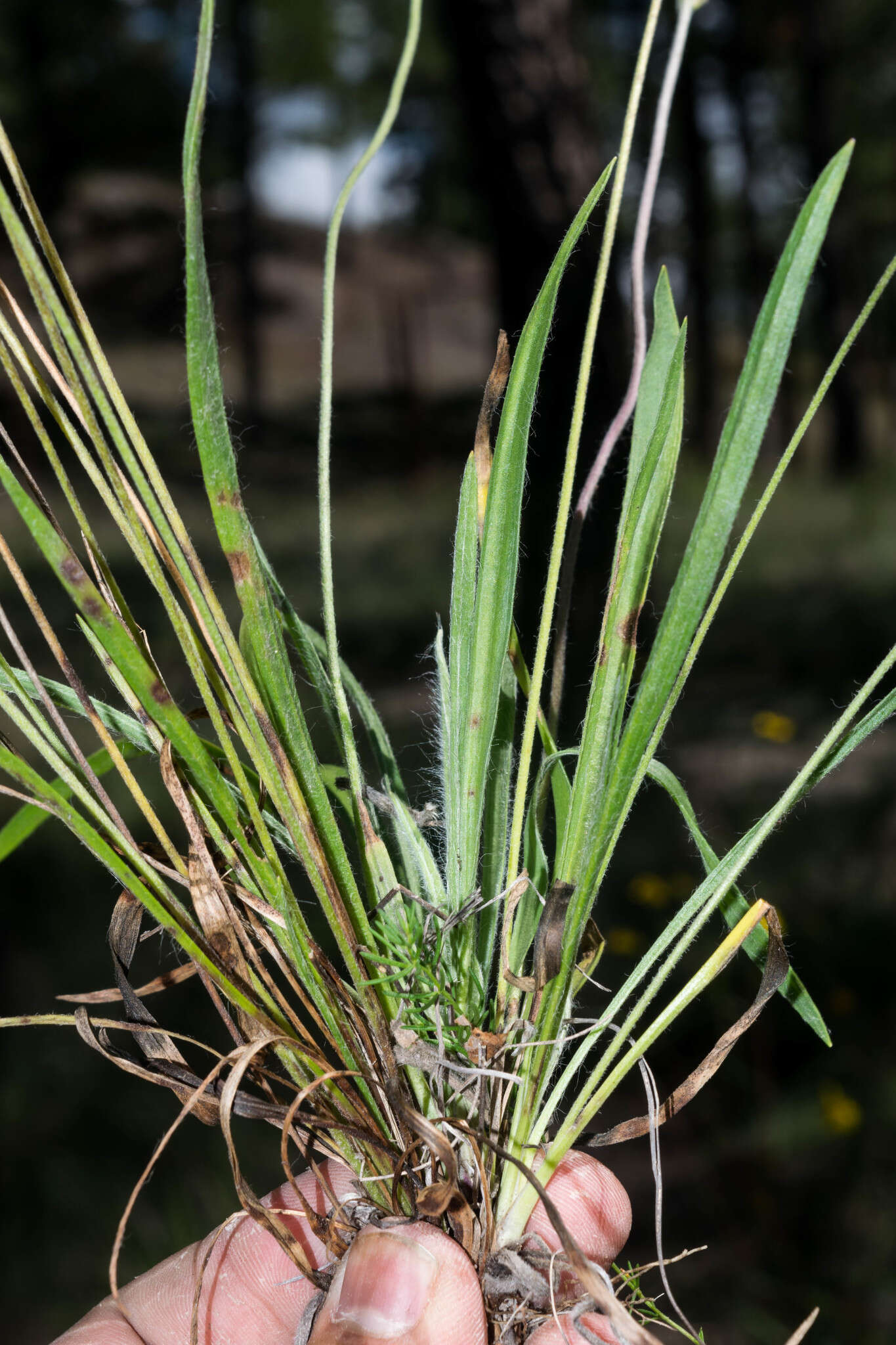 صورة Plantago linearis Kunth