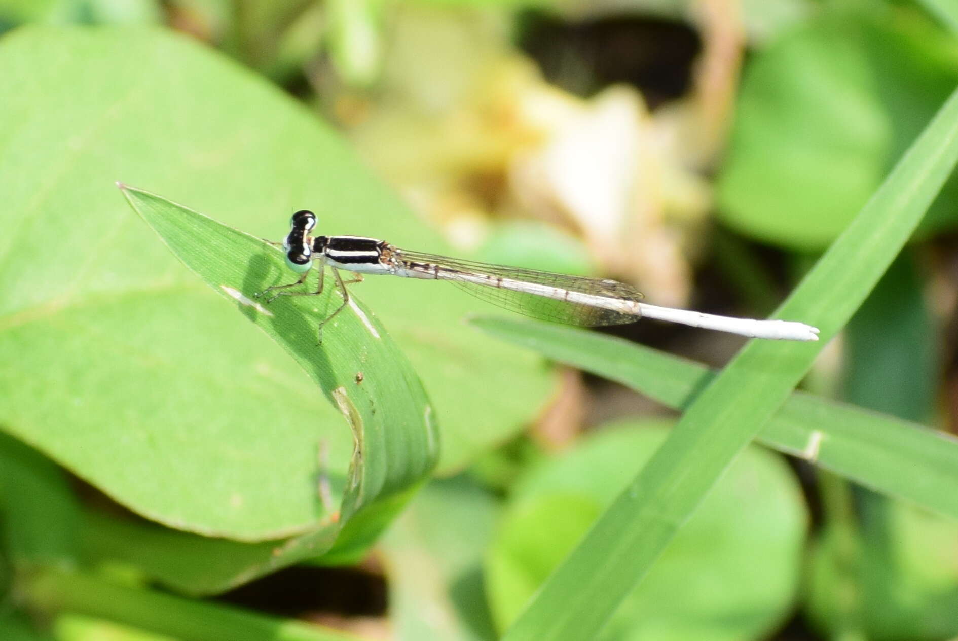 Imagem de Agriocnemis lacteola Selys 1877