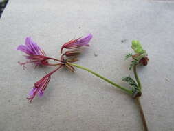 Image of Pelargonium multicaule Jacq.