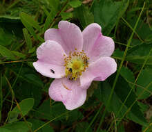 Image of Rosa carolina subsp. subserrulata (Rydb.) W. H. Lewis