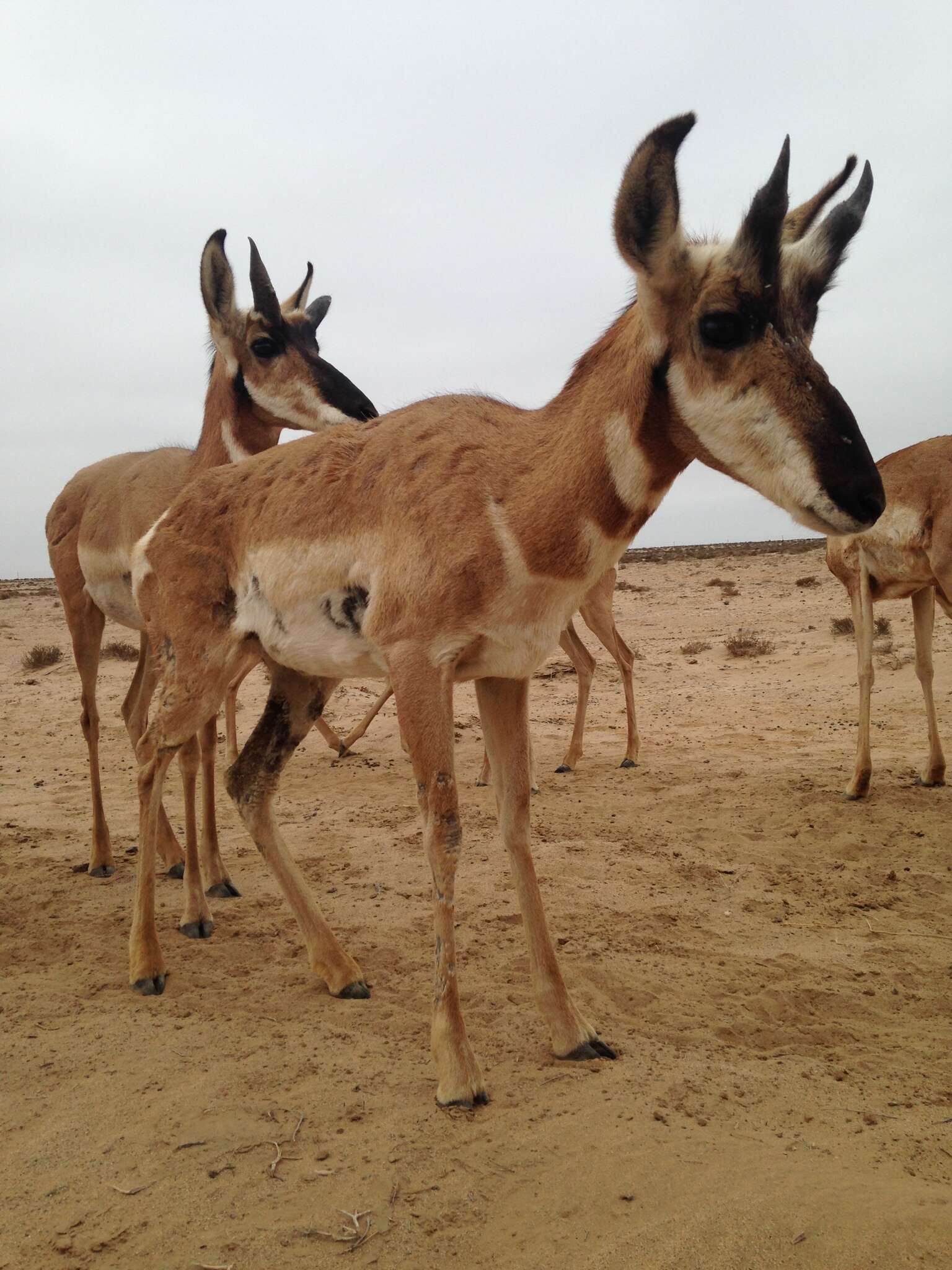 Image of Baja California pronghorn