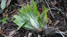 Image of Catopsis occulta Mart.-Correa, Espejo & López-Ferr.