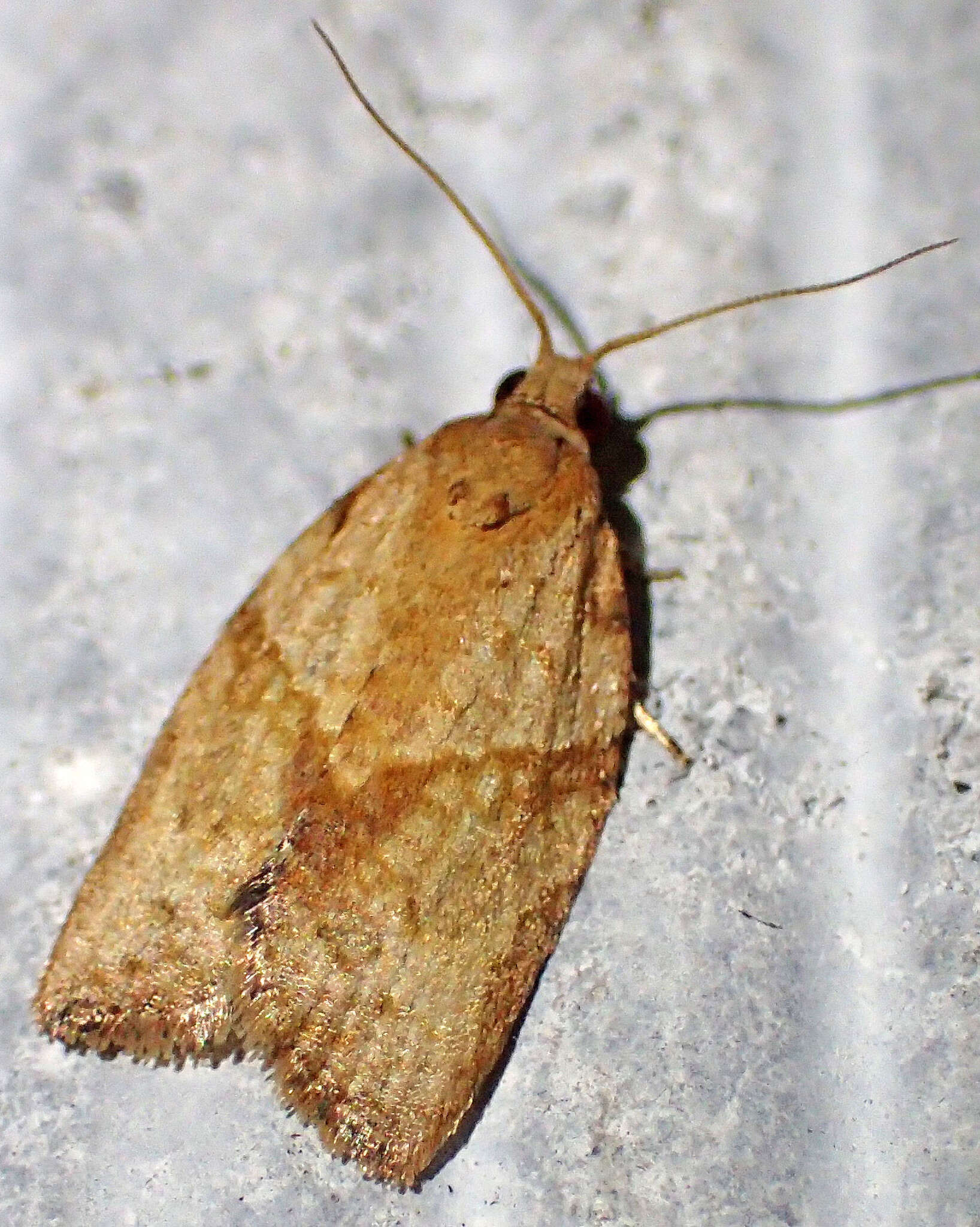 Image of Light brown apple moth