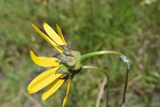 Helianthus carnosus Small的圖片