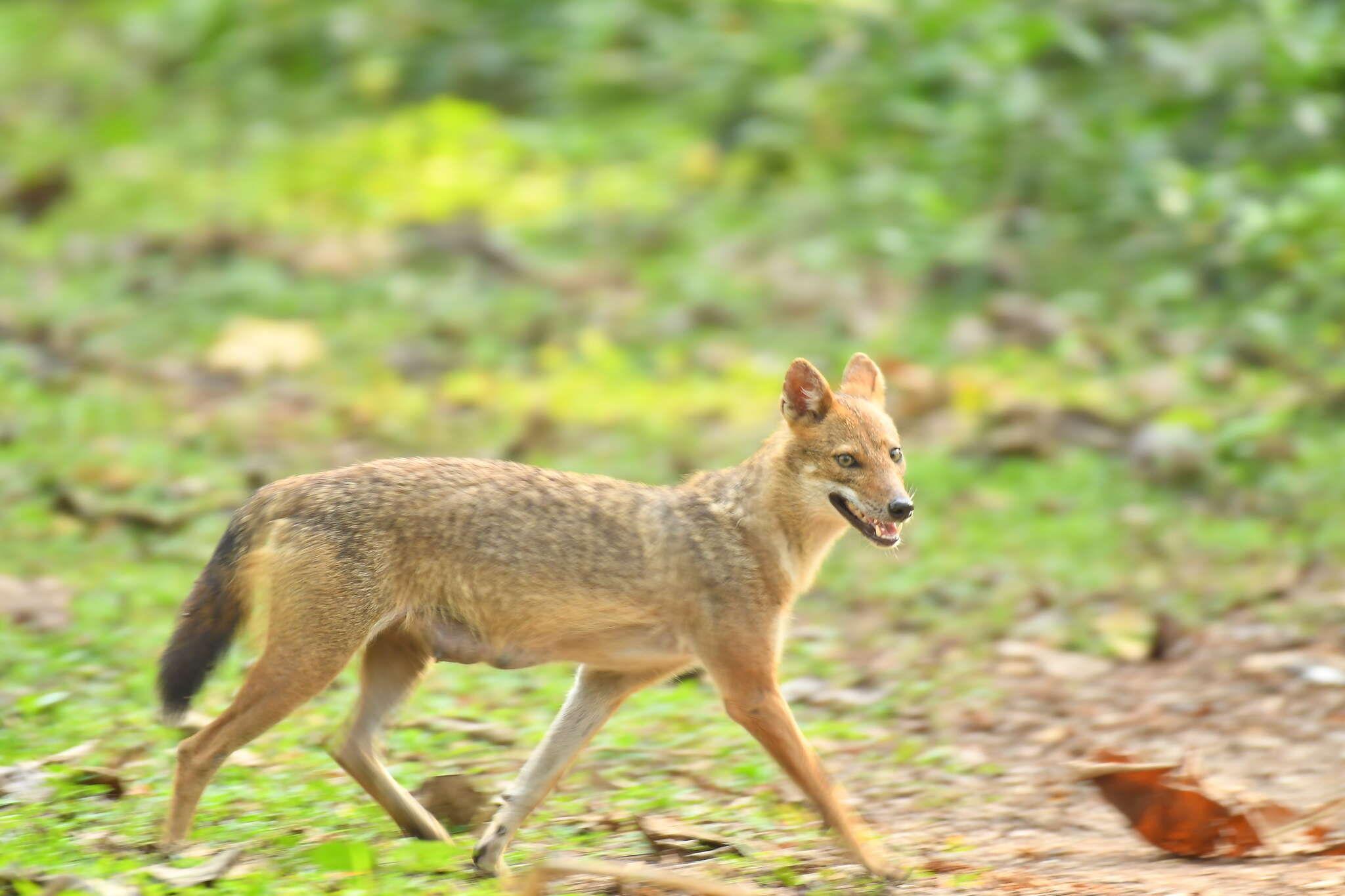 Image of Indian jackal