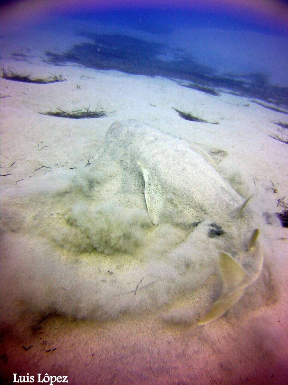 Image of Angel Shark