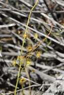 Image de Drosera myriantha Planch.