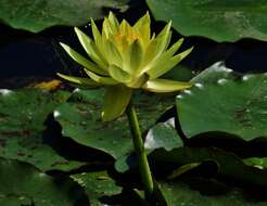 Image of yellow waterlily