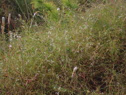 Imagem de Platysace linearifolia (Cav.) C. Norman
