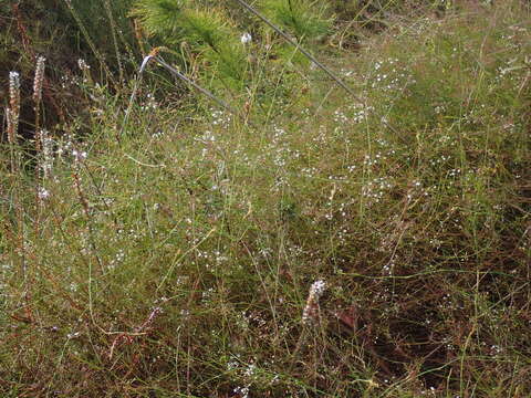 Imagem de Platysace linearifolia (Cav.) C. Norman