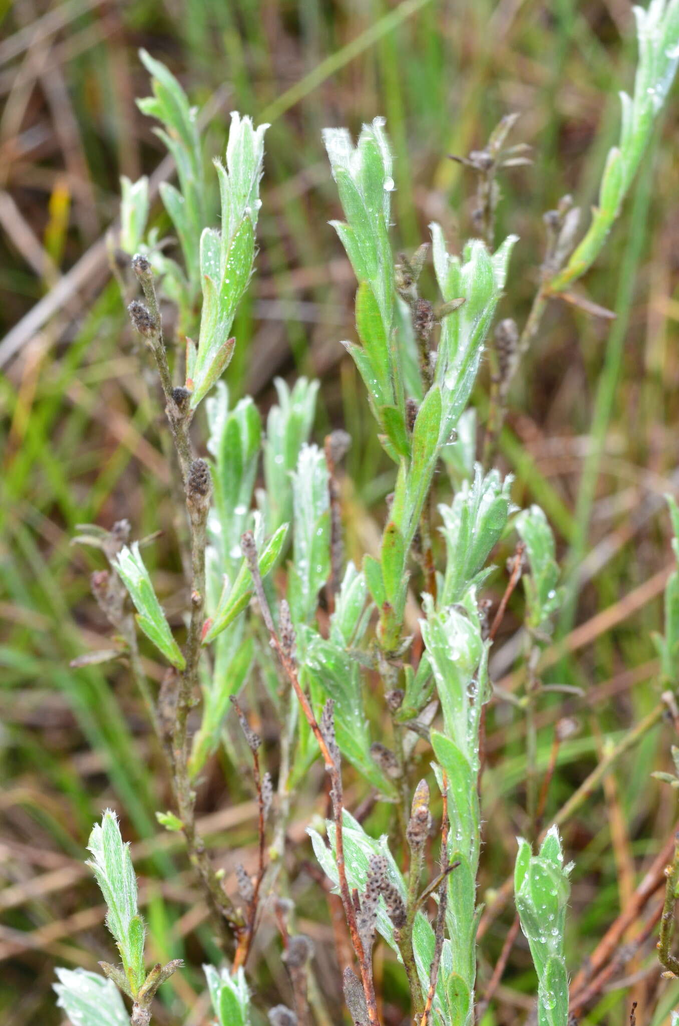 Image of Pimelea curviflora R. Br.
