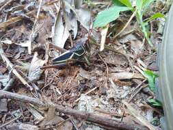 Plancia ëd Staleochlora arcuata iguazuensis Roberts, H. R. & Carbonell 1992