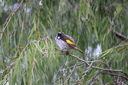 صورة Phylidonyris novaehollandiae (Latham 1790)