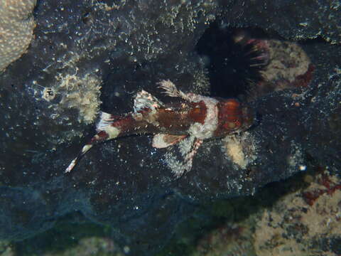 Image of Madeira Rock-fish