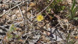 Слика од Calycoseris parryi A. Gray