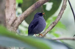 Image of Black-faced Solitaire
